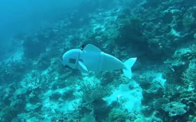 MIT’s Robot Fish Swims Alongside, Studies Real Fish
