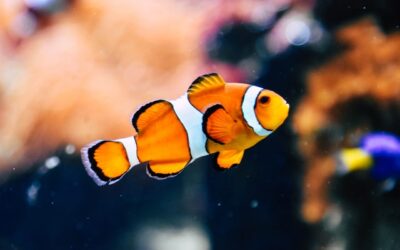 Scientists Teach Fish to Do Basic Math